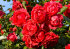 Роза плетистая Бельканта (Belkanto)