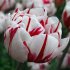 Тюльпан Карнавал де Найс (Tulipa Carnaval de Nice), 10 шт (разбор 12/14)