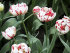 Тюльпан Карнавал де Найс (Tulipa Carnaval de Nice), 10 шт (разбор 12/14)