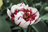Тюльпан Карнавал де Найс (Tulipa Carnaval de Nice), 10 шт (разбор 12/14)