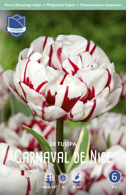 Тюльпан Карнавал де Найс (Tulipa Carnaval de Nice), 10 шт (разбор 12/14)