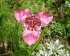 Тигридия Павлиния (Tigridia pavonia), смесь 15 шт
