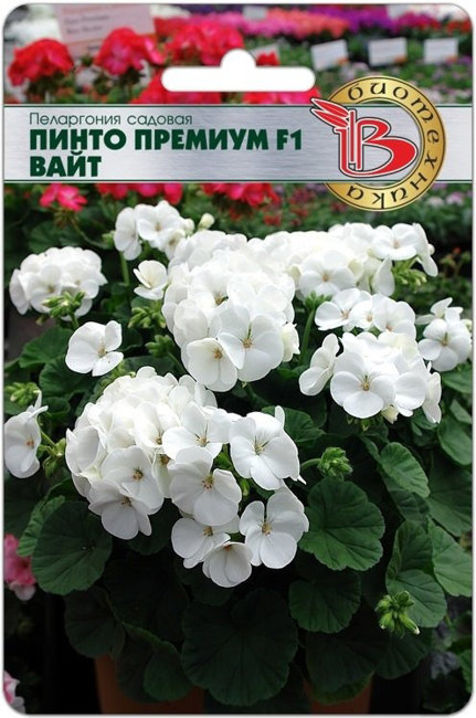 Пеларгония садовая Пинто Премиум F1 Вайт, 5 шт семян