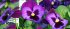 Виола крупноцветковая Дельта Неон Виолет (100 шт)