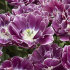 Тюльпан Дрим Тач (Tulipa Dream Touch), 5 шт (разбор 12/14)