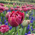 Тюльпан Дрим Тач (Tulipa Dream Touch), 5 шт (разбор 12/14)