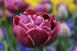 Тюльпан Дрим Тач (Tulipa Dream Touch), 5 шт (разбор 12/14)