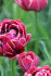 Тюльпан Дрим Тач (Tulipa Dream Touch), 5 шт (разбор 12/14)