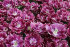 Тюльпан Дрим Тач (Tulipa Dream Touch), 5 шт (разбор 12/14)