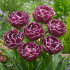 Тюльпан Дрим Тач (Tulipa Dream Touch), 5 шт (разбор 12/14)