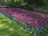 Тюльпан Дрим Тач (Tulipa Dream Touch), 5 шт (разбор 12/14)