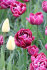 Тюльпан Дрим Тач (Tulipa Dream Touch), 5 шт (разбор 12/14)
