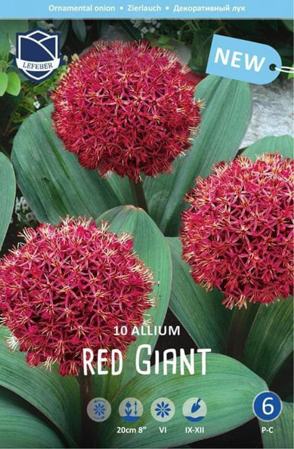 Аллиум каратавский Ред Джаент (Allium karativiense Red Giant), 10 шт (разбор 12/14)