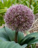 Аллиум каратавский Ред Джаент (Allium karativiense Red Giant), 10 шт (разбор 12/14)