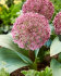 Аллиум каратавский Ред Джаент (Allium karativiense Red Giant), 10 шт (разбор 12/14)