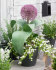 Аллиум каратавский Ред Джаент (Allium karativiense Red Giant), 10 шт (разбор 12/14)