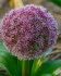 Аллиум каратавский Ред Джаент (Allium karativiense Red Giant), 10 шт (разбор 12/14)