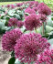 Аллиум каратавский Ред Джаент (Allium karativiense Red Giant), 10 шт (разбор 12/14)