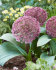 Аллиум каратавский Ред Джаент (Allium karativiense Red Giant), 10 шт (разбор 12/14)
