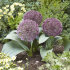 Аллиум каратавский Ред Джаент (Allium karativiense Red Giant), 10 шт (разбор 12/14)