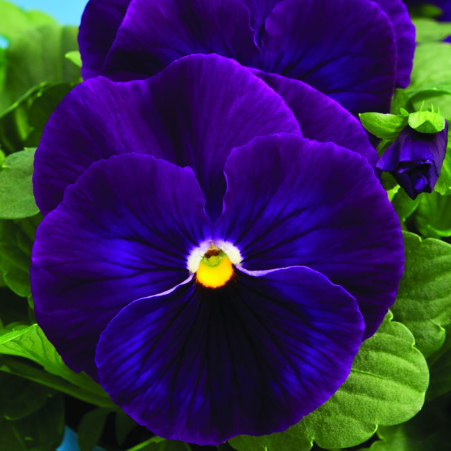 Виола крупноцветковая Дельта Пьюр Виолет (100 шт)