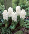 Гиацинт Уайт Перл (Hyacinthus White Pearl), 3 шт (горшечный, разбор 18/19!)
