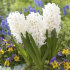 Гиацинт Уайт Перл (Hyacinthus White Pearl), 3 шт (горшечный, разбор 18/19!)