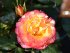 Роза Тропикал Клементин (Tropical Clementine)
