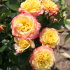 Роза Тропикал Клементин (Tropical Clementine)