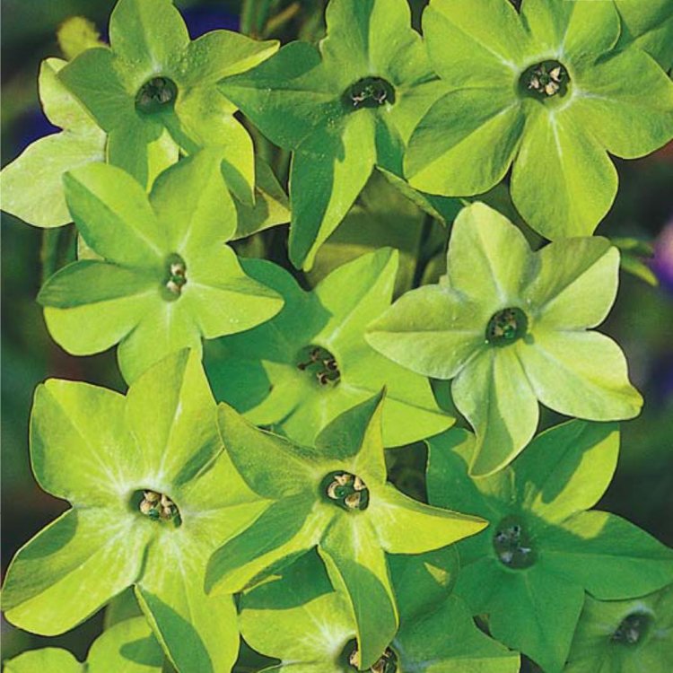 Табак душистый Nicotiana suaveolens