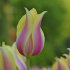 Тюльпан Блашинг Леди (Tulipa Blushing Lady), 10 шт (разбор 12/14)