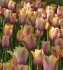 Тюльпан Блашинг Леди (Tulipa Blushing Lady), 10 шт (разбор 12/14)