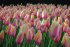 Тюльпан Блашинг Леди (Tulipa Blushing Lady), 10 шт (разбор 12/14)