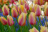 Тюльпан Блашинг Леди (Tulipa Blushing Lady), 10 шт (разбор 12/14)