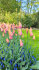 Тюльпан Блашинг Леди (Tulipa Blushing Lady), 10 шт (разбор 12/14)
