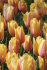 Тюльпан Блашинг Леди (Tulipa Blushing Lady), 10 шт (разбор 12/14)
