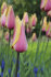 Тюльпан Блашинг Леди (Tulipa Blushing Lady), 10 шт (разбор 12/14)