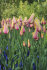 Тюльпан Блашинг Леди (Tulipa Blushing Lady), 10 шт (разбор 12/14)