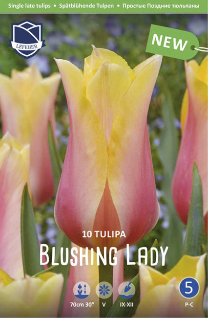 Тюльпан Блашинг Леди (Tulipa Blushing Lady), 10 шт (разбор 12/14)