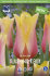 Тюльпан Блашинг Леди (Tulipa Blushing Lady), 10 шт (разбор 12/14)