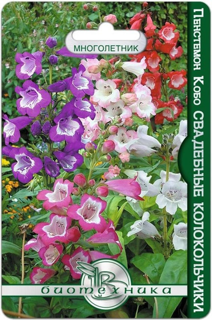 Пенстемон Кобо Свадебные Колокольчики (Смесь расцветок), 20 шт семян