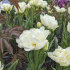 Тюльпан Мондиал (Tulipa Mondial), 25 шт (разбор 11/12)