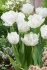 Тюльпан Мондиал (Tulipa Mondial), 25 шт (разбор 11/12)