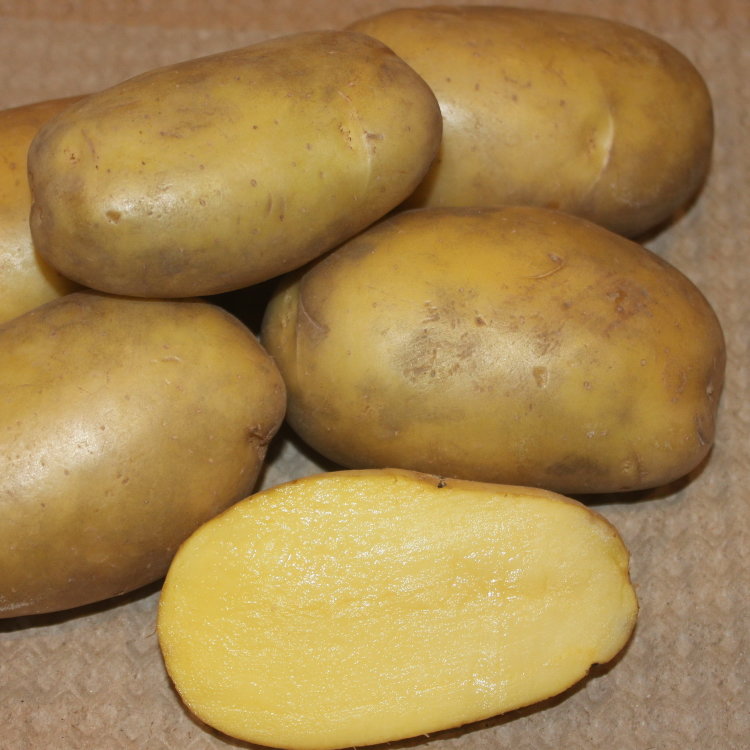 Купить картофель семенной гулливер (2 кг) по цене 350 руб. в интернет .