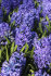 Гиацинт Дельфтс Блю (Hyacinthus Delfts Blauw), 3 шт (горшечный, разбор 18/19!)