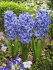 Гиацинт Дельфтс Блю (Hyacinthus Delfts Blauw), 3 шт (горшечный, разбор 18/19!)