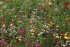 Мавританский газон Цветочный ковер