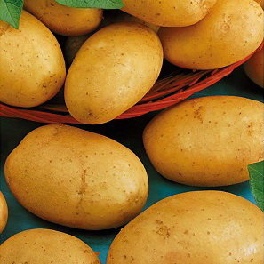 Картофель Лакомка (семена)