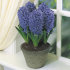 Гиацинт Блю Джекет (Hyacinthus Blue Jacket), 5 шт (разбор 16/17)