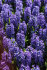 Гиацинт Блю Джекет (Hyacinthus Blue Jacket), 5 шт (разбор 16/17)